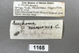 1165 cf. Gauchoma missionis male, holotype, label