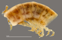 1165 cf. Gauchoma missionis male, holotype, mid-body, lateral view