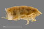 1165 cf. Gauchoma missionis male, holotype, posterior end, lateral view
