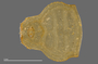 1165 cf. Gauchoma missionis male, holotype, unknown structure from vial