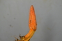 Fresh specimen image of C0299176F, number NAMA 2019-09170 from the yearly NAMA foray