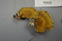 Fresh specimen image of C0299191F, number NAMA 2019-08058 from the yearly NAMA foray