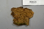 Fresh specimen image of C0299194F, number NAMA 2019-08028 from the yearly NAMA foray
