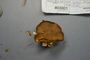 Fresh specimen image of C0299204F, number NAMA 2019-03001 from the yearly NAMA foray