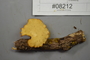 Fresh specimen image of C0299317F, number NAMA 2019-08212 from the yearly NAMA foray