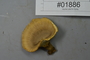 Fresh specimen image of C0299349F, number NAMA 2019-01886 from the yearly NAMA foray