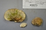 Fresh specimen image of C0299417F, number NAMA 2019-08073 from the yearly NAMA foray