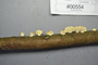 Fresh specimen image of C0299419F, number NAMA 2019-00554 from the yearly NAMA foray
