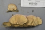 Fresh specimen image of C0299425F, number NAMA 2019-05104 from the yearly NAMA foray