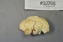 Fresh specimen image of C0299433F, number NAMA 2019-02765 from the yearly NAMA foray