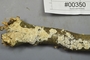 Fresh specimen image of C0299446F, number NAMA 2019-00350 from the yearly NAMA foray
