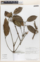 Salacia petenensis image