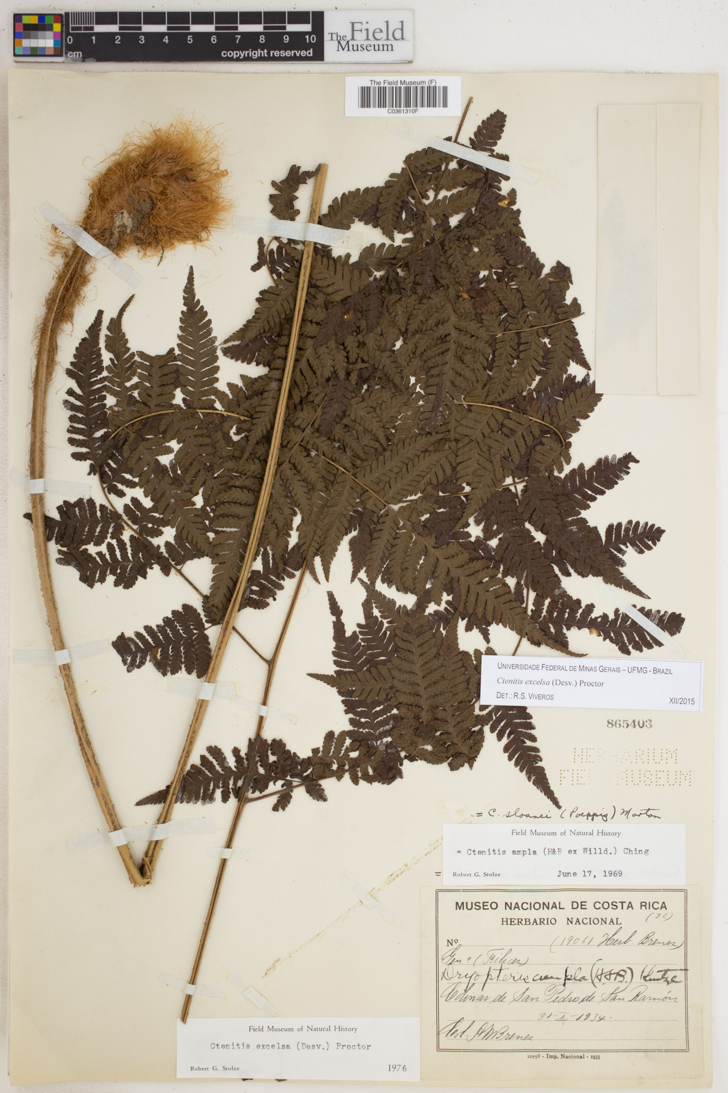 Ctenitis excelsa image