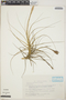 Tillandsia schiedeana image