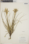 Tillandsia schiedeana image