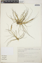 Tillandsia schiedeana image