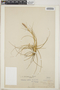 Tillandsia schiedeana image