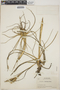 Tillandsia schiedeana image