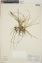 Tillandsia schiedeana image