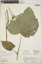 Lepianthes peltata image
