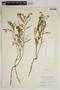Phyllanthus abnormis var. abnormis image
