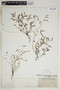 Phyllanthus pentaphyllus C. Wright ex Griseb., U.S.A., S. M. Tracy 9128, F
