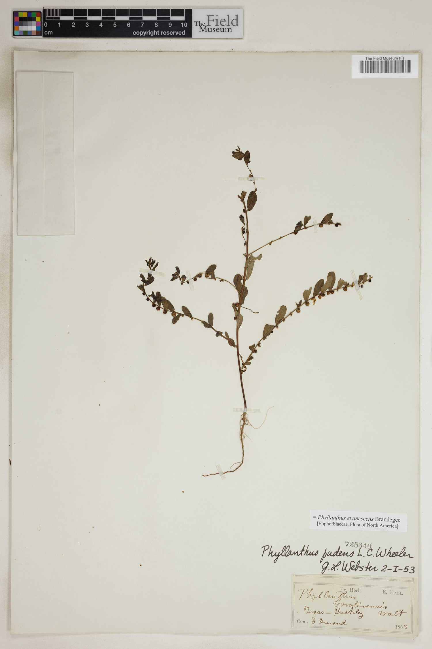 Phyllanthus evanescens image