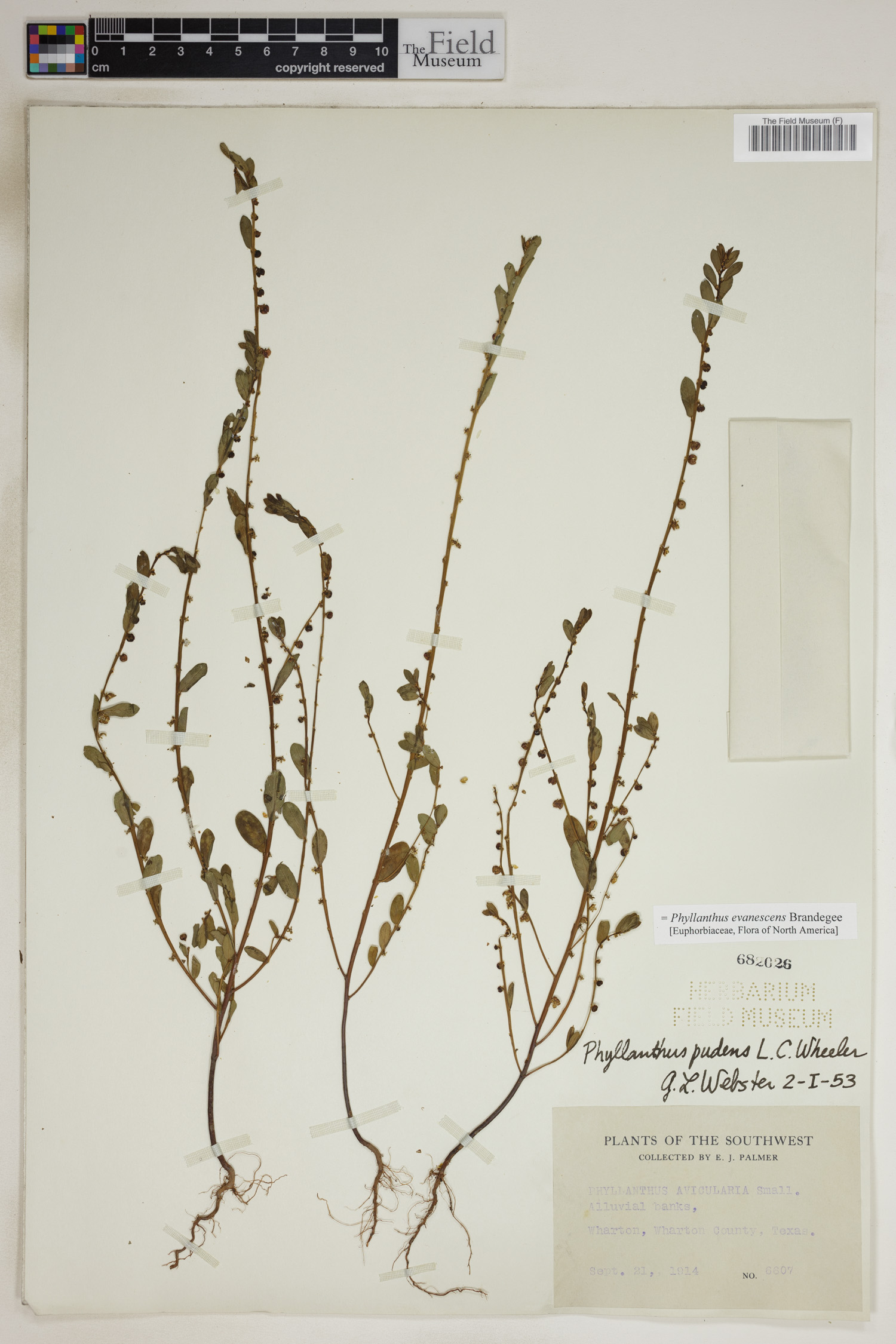 Phyllanthus evanescens image