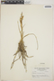 Tillandsia schiedeana image