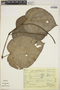 Piper schiedeanum image