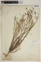 Stillingia linearifolia image