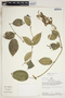 Adelobotrys microcarpus Schulman, Peru, R. B. Foster 9258, F