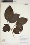 Clidemia laevifolia Gleason, Guyana, B. Hoffman 3622, F