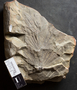 PP 49220 [HS, M] Asterophyllites longifolius, Moscovian / Desmoinesian, Francis Creek Shale Member, United States of America, Illinois, Mazon Creek Region