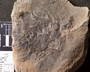 PP 55396 [HS, M] Asterophyllites equisetiformis, Moscovian / Desmoinesian, Francis Creek Shale Member, United States of America, Illinois, Mazon Creek Region