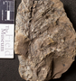 PP 55397 [HS, M] Asterophyllites equisetiformis, Moscovian / Desmoinesian, Francis Creek Shale Member, United States of America, Illinois, Mazon Creek Region