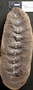 PP 46128 [HS, M] Asterophyllites equisetiformis, Moscovian / Desmoinesian, Francis Creek Shale Member, United States of America, Illinois, Mazon Creek Region