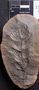 PP 46129 [HS, M] Asterophyllites equisetiformis, Moscovian / Desmoinesian, Francis Creek Shale Member, United States of America, Illinois, Mazon Creek Region