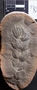 PP 46129 [HS, M] Asterophyllites equisetiformis, Moscovian / Desmoinesian, Francis Creek Shale Member, United States of America, Illinois, Mazon Creek Region