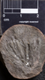 PP 46169 [HS, M] Asterophyllites equisetiformis, Moscovian / Desmoinesian, Francis Creek Shale Member, United States of America, Illinois, Mazon Creek Region