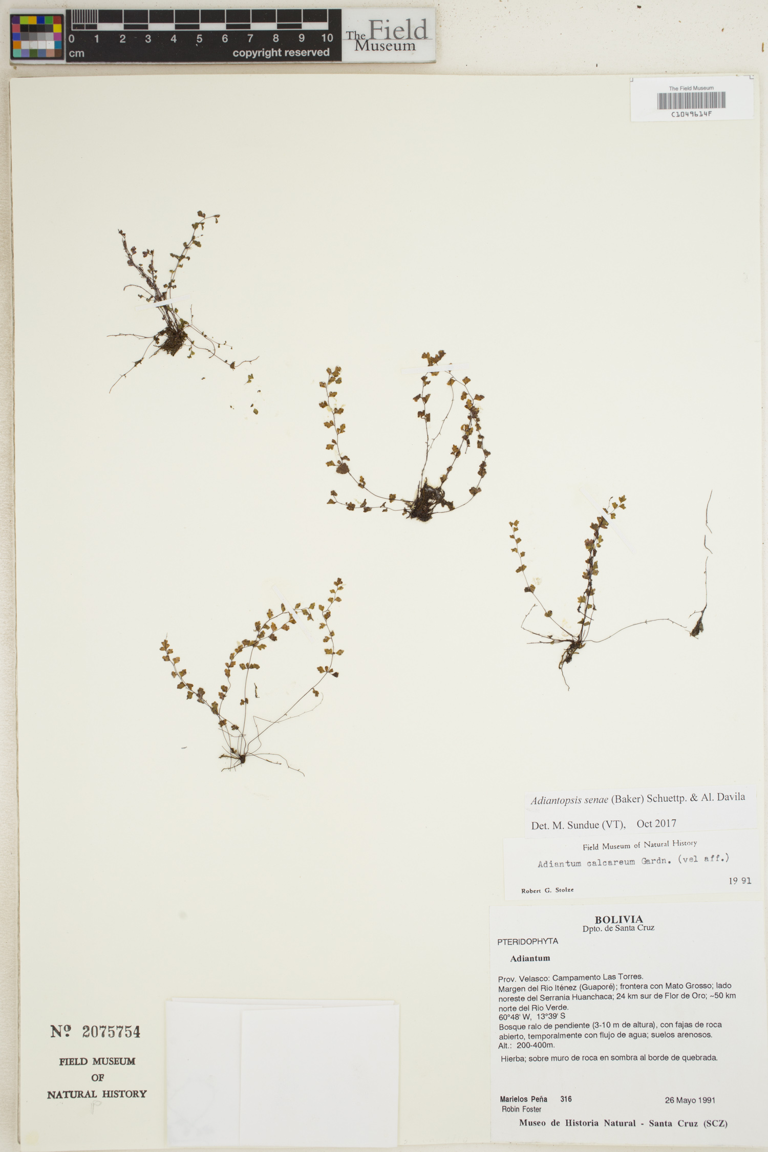 Adiantopsis senae image