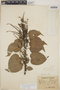 Croton arboreus image