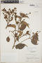 Croton arboreus image