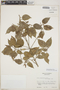 Croton arboreus Millsp., Guatemala, E. Contreras 8243, F