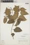 Croton arboreus Millsp., Guatemala, E. Contreras 3592, F