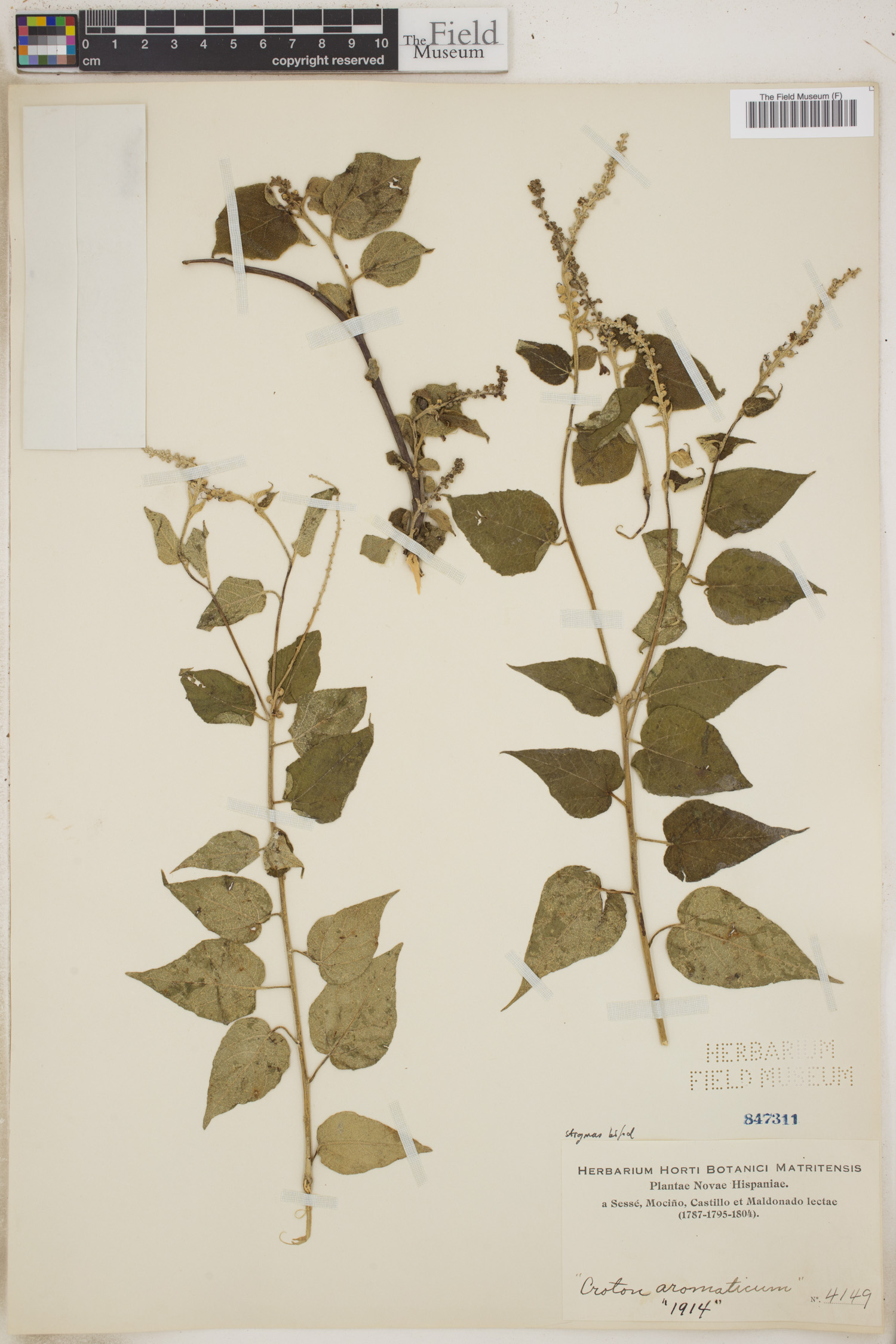 Croton aromaticus image