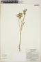 Croton argenteus L., Mexico, G. Carnevali 5842, F