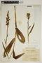 Dactylorhiza maculata (L.) Soó subsp. maculata, Serbia, L. Adamovic, F