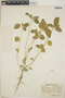 Croton argenteus L., Mexico, C. L. Lundell 1075, F