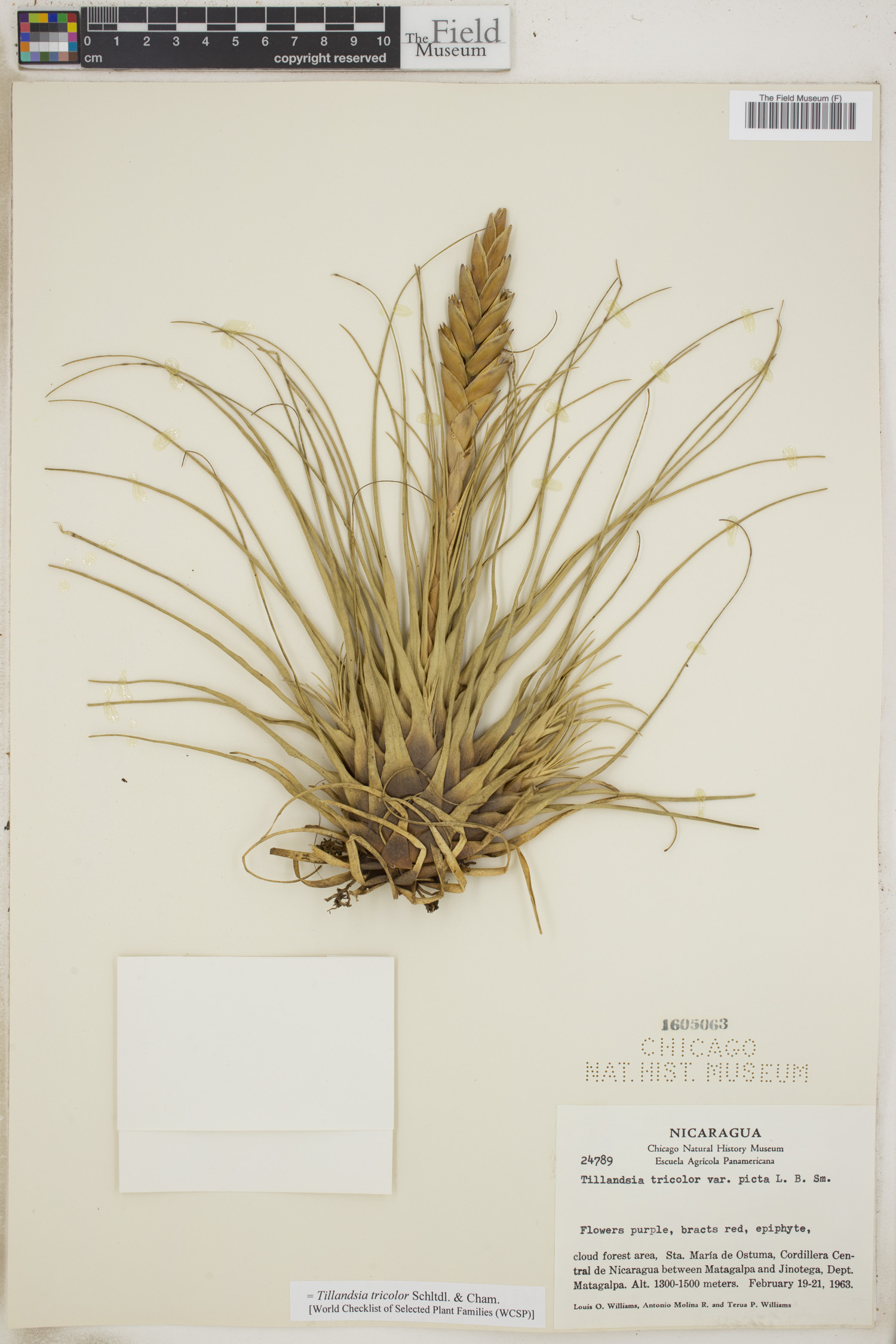 Tillandsia tricolor image